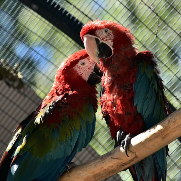 kyiv-zoo-opens-two-new-aviaries-for-ara-parrots