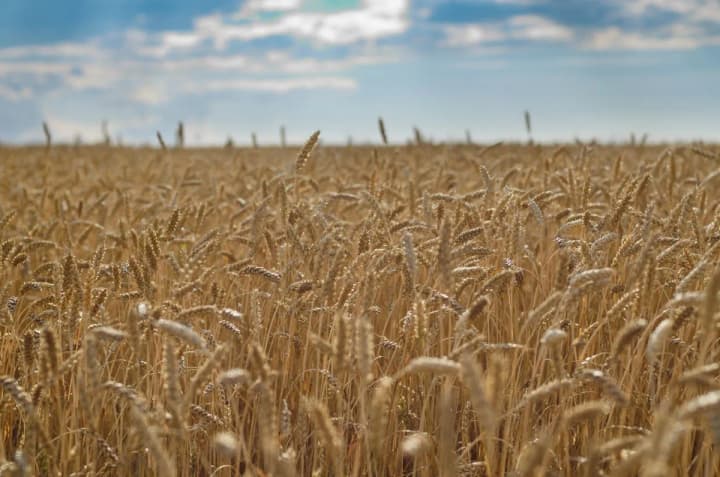 the-beginning-of-the-week-in-ukraine-will-be-spectacular-forecasters-predict-up-to-37-in-the-south-and-center-of-ukraine