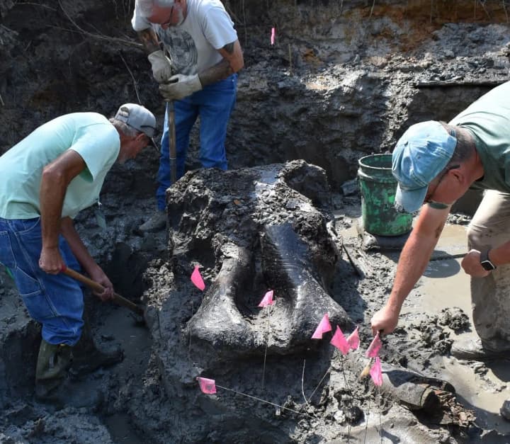 u-ssha-arkheolohy-znaishly-cherep-mastodonta-vikom-13-000-rokiv