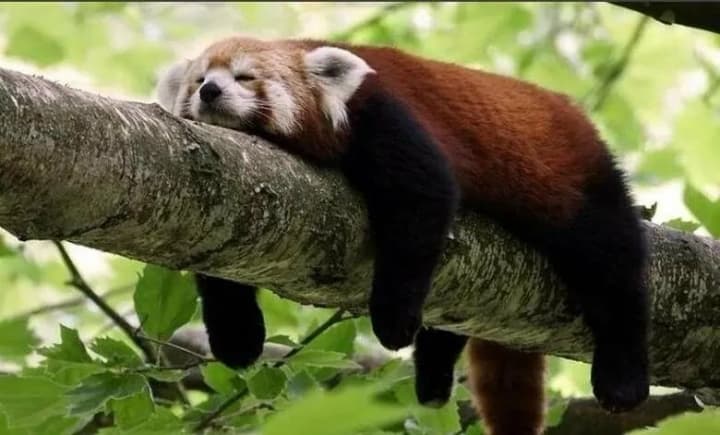 august-20-world-laziness-day-mosquito-day