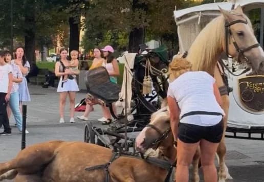 animal-rights-activists-demand-to-restrict-carriage-business-in-lviv-after-incident-with-horse-fall