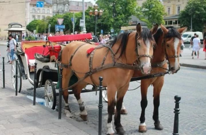 na-tli-skandalu-u-lvovi-zaboronyly-vykorystannia-konei-ta-poni-u-tsentralnii-chastyni-mista