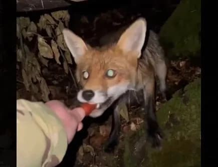 attention-thieves-on-the-border-border-guards-showed-a-video-of-feeding-a-fox-sausages