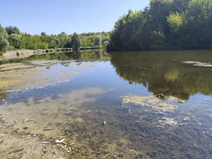 pollutant-absorption-and-barrier-boundaries-the-ministry-of-ecology-told-how-the-seim-and-desna-rivers-will-be-cleaned