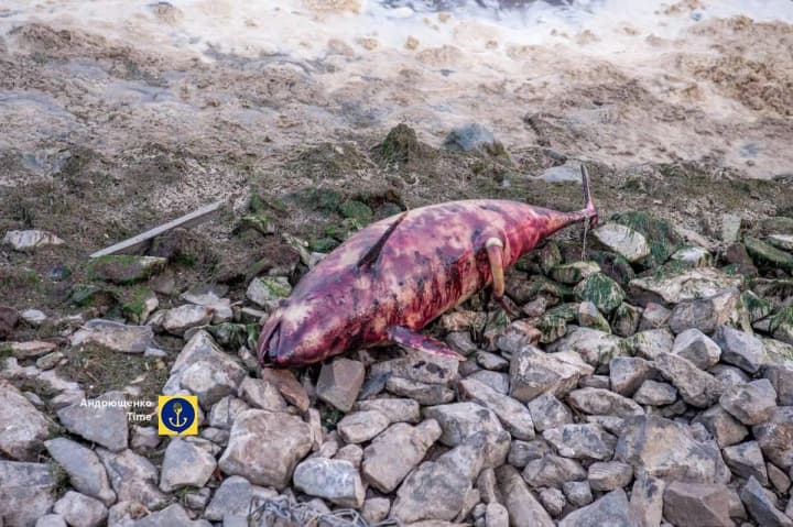 na-plyazhakh-okkupirovannogo-mariupolya-obnaruzhili-mertvikh-delfinov