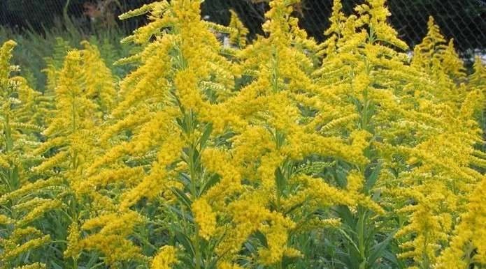 kyiv-introduces-quarantine-to-combat-ragweed