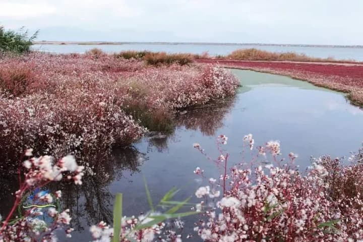 the-audit-of-the-tuzly-estuaries-national-park-is-completed-the-report-was-sent-to-the-head