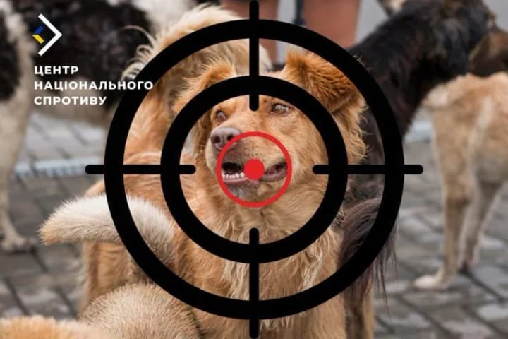 russians-shoot-stray-dogs-in-the-occupied-kherson-region-resistance