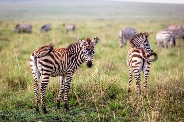 over-half-a-century-the-number-of-wild-animals-in-the-world-has-decreased-by-more-than-70percent-wwf-report