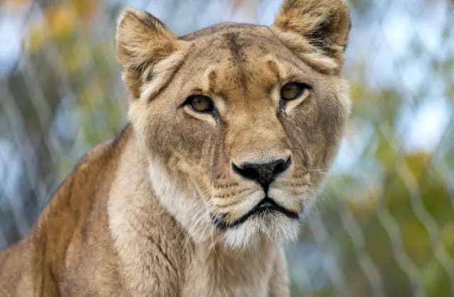 rivne-zoo-reveals-details-about-the-found-dead-lioness