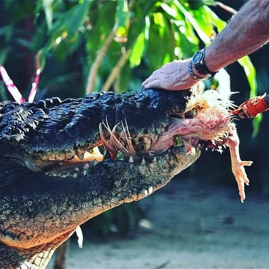 v-avstralii-pomer-naibilshyi-u-sviti-krokodyl-yakoho-utrymuvaly-v-nevoli