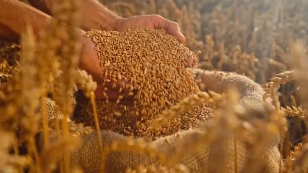 v-uza-podiakuvaly-vsim-prychetnym-do-detinizatsii-rynku-zerna-v-ukraini-detali