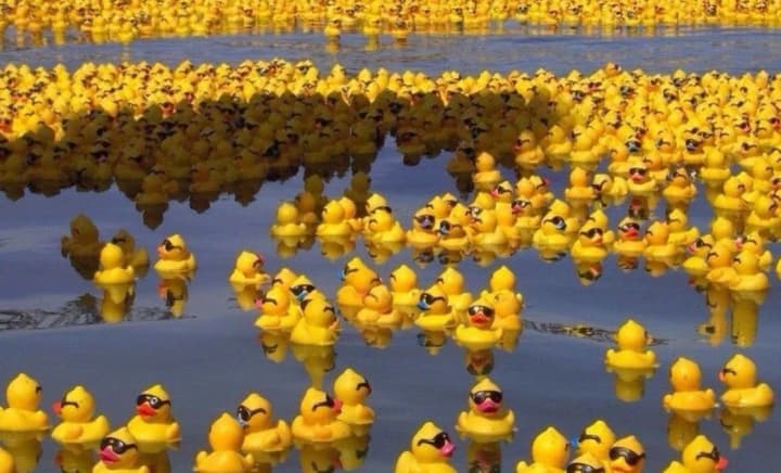 a-pond-in-the-south-of-moscow-has-been-invaded-by-more-than-100-rubber-ducks