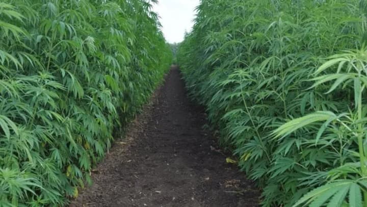 moldova-allowed-farmers-to-grow-industrial-hemp-what-you-need-to-know