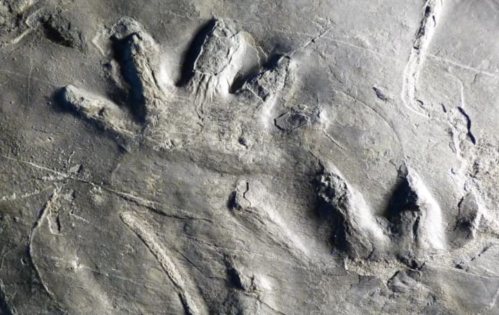 unique-280-million-year-old-fossils-found-in-italy