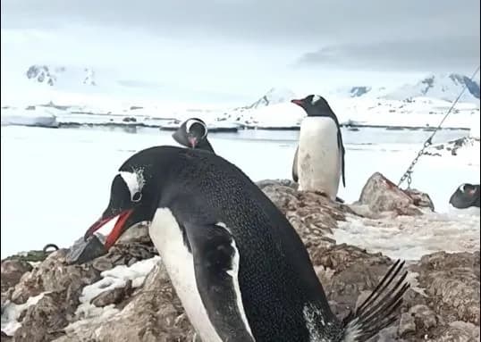 why-penguins-steal-pebbles-ukrainian-polar-explorers-show-a-cute-and-informative-video