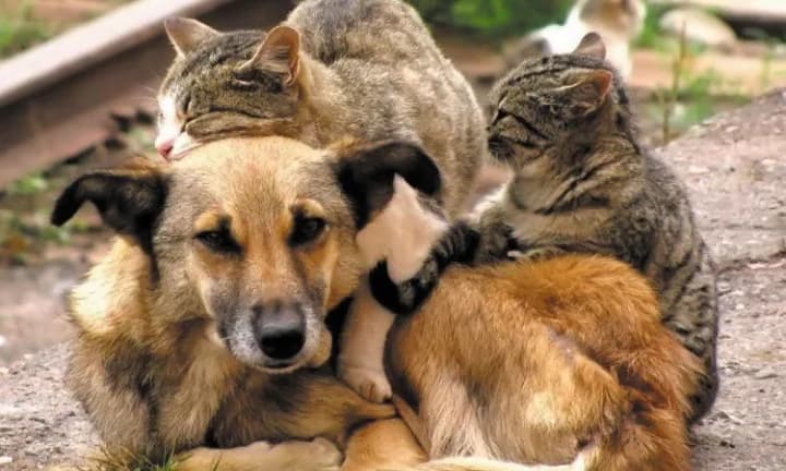 in-the-tot-of-kherson-region-russians-brutally-deal-with-stray-animals-resistance
