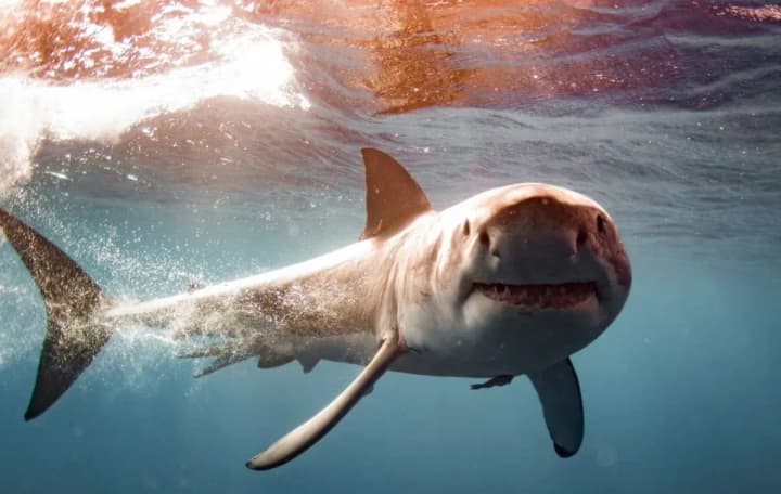 vkrai-ridkisna-podiia-chotyrymetrovu-bilu-akulu-pomityly-na-seredzemnomorskomu-uzberezhzhi-frantsii