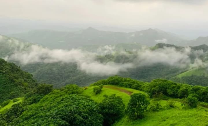 despite-economic-dependence-on-tea-green-deserts-are-being-revived-in-southern-india