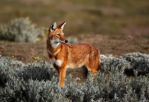 ethiopian-wolves-nectar-eating-predators-and-pollinators-of-plants