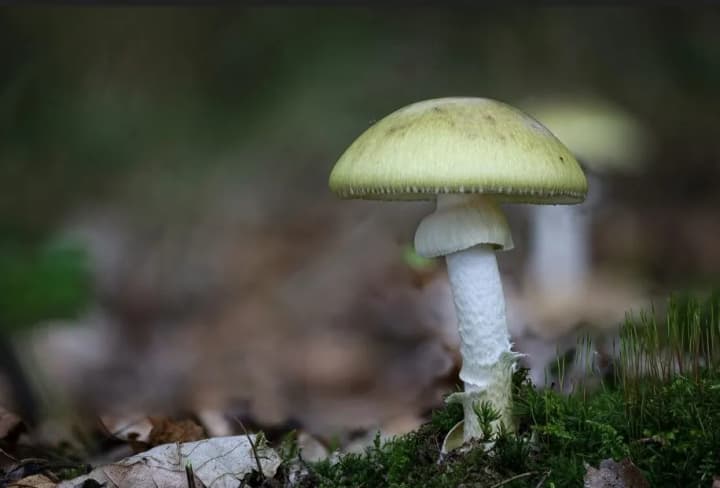 third-child-from-family-poisoned-by-mushrooms-in-ternopil-region-dies