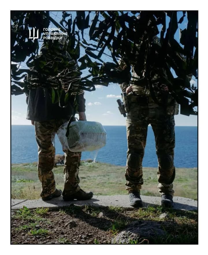 kotiacha-spetsoperatsiia-hur-evakuiuvalo-kosheniat-z-ostrova-zmiinoho