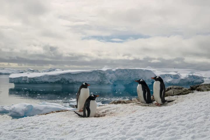 baby-boom-in-ukrainian-polar-explorers-penguins-laid-almost-1800-eggs-near-the-station