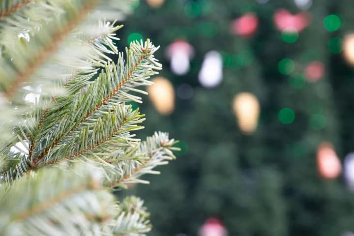 where-and-when-it-will-be-possible-to-buy-legal-christmas-trees-in-kiev-kcsas-answer