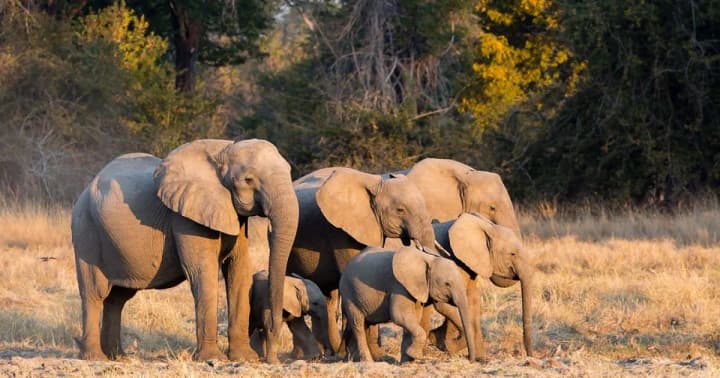more-than-350-elephants-in-africa-killed-due-to-toxic-water