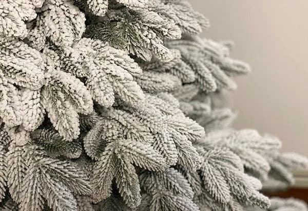 new-years-rush-secrets-of-choosing-a-christmas-tree