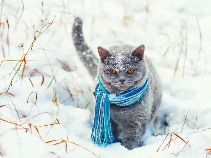 pervii-den-zimi-v-ukraine-kakuyu-pogodu-zhdat-i-gde-budet-teplee-vsego