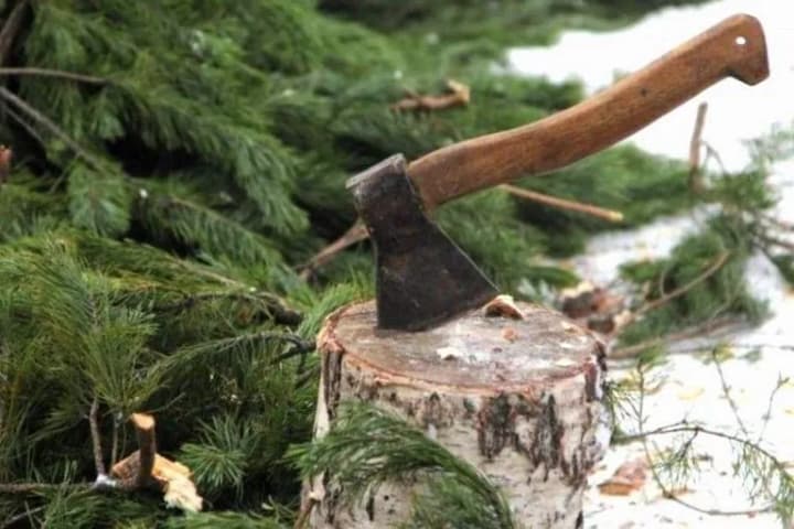 inspection-of-the-sale-of-christmas-trees-fines-for-illegal-felling-of-trees-can-reach-more-than-5-thousand-hryvnia