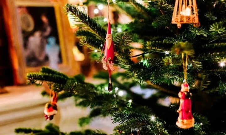 zhyvi-yalynky-na-sviata-de-kupyty-lehalno-ta-skilky-tse-koshtuie