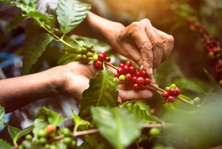 deficit-for-the-fifth-year-in-a-row-due-to-the-drought-in-brazil-arabica-prices-hit-a-record-high