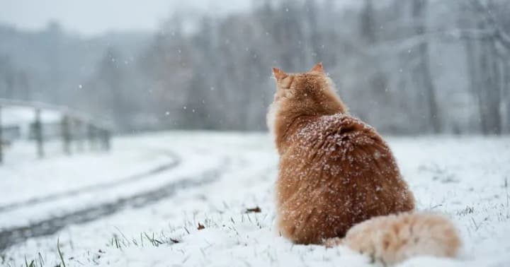 mokryi-snih-ta-ozheled-prohnoz-pohody-na-sohodni