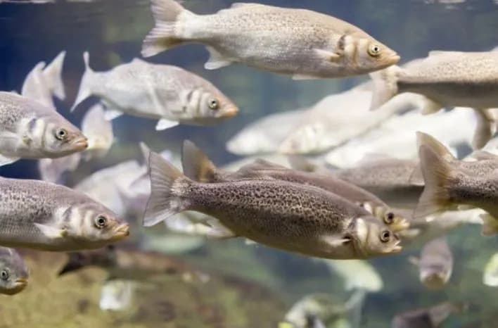 the-cabinet-of-ministers-decided-to-provide-financial-support-to-fish-farmers-in-the-de-occupied-regions