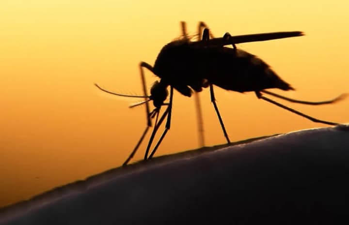 kilkist-vypadkiv-maliarii-zrosla-na-11-mln-dity-afryky-strazhdaiut-naibilshe