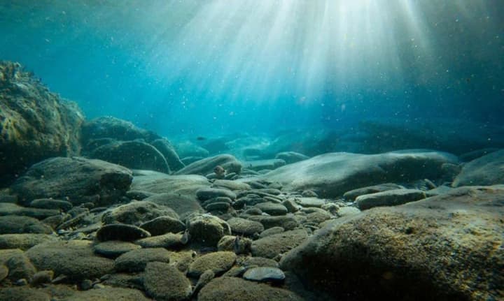 uchenie-otkrili-novogo-glubokovodnogo-khishchnika-na-glubine-7900-metrov