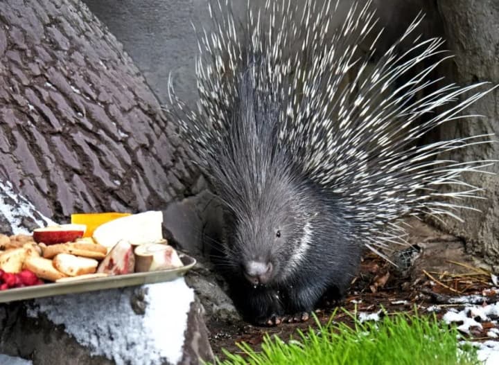 nutria-and-indian-porcupines-settled-together-in-kyiv-zoo