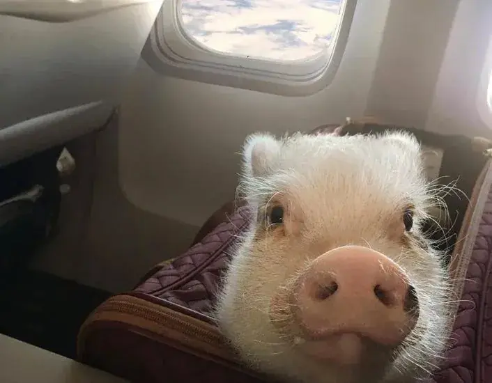 airplane-with-259-passengers-made-an-emergency-landing-due-to-the-smell-of-pigs-on-board