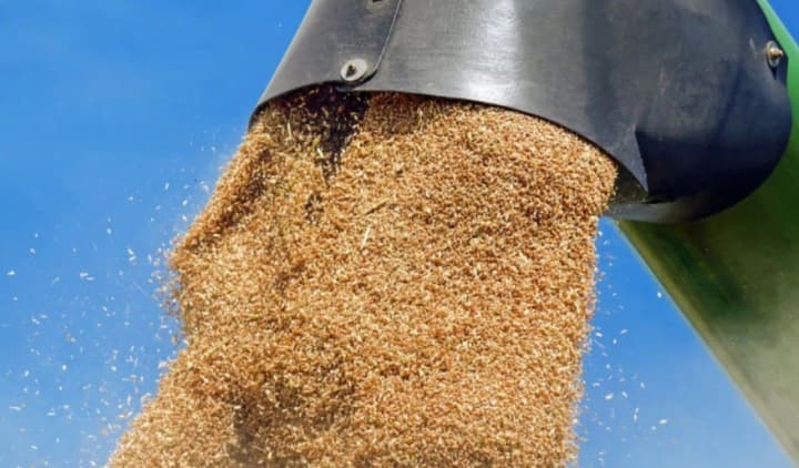 despite-low-yields-ukraine-exported-4-million-tons-more-grain-than-last-year-expert