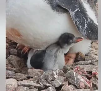 little-inhabitants-of-antarctica-ukrainian-polar-explorers-show-newborn-penguins