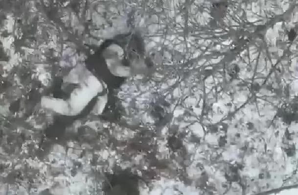 ukrainian-special-forces-repelled-an-attack-and-killed-12-north-koreans-in-kursk-region