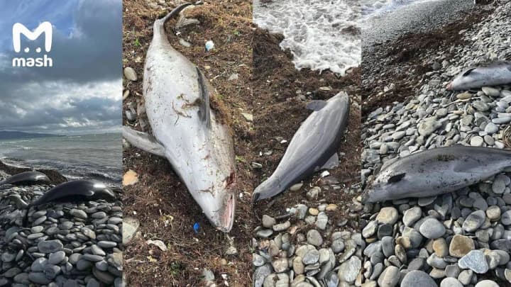 avariya-rossiiskikh-tankerov-vblizi-kerchenskogo-proliva-u-beregov-rf-gibnut-delfini