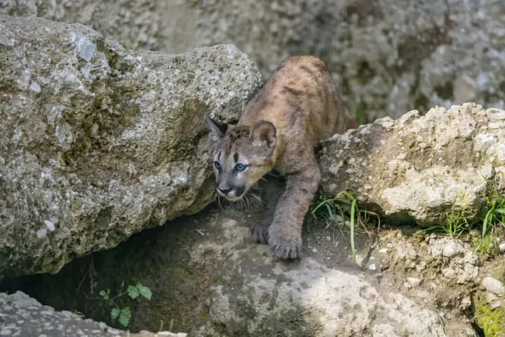 masova-zahybel-velykykh-kotiv-u-zapovidnyku-vashynhtona-ptashynyi-hryp-atakuie-khyzhakiv