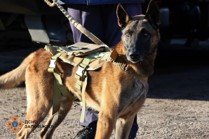 after-9-years-of-dedicated-service-in-the-ses-sapper-dog-master-retired-in-zaporizhzhia