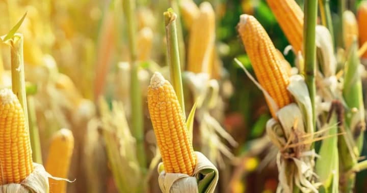 ukrainian-corn-exports-december-ended-with-record-volumes