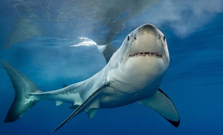 cholovik-zahynuv-vid-napadu-akuly-v-avstralii