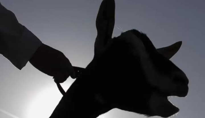 texas-girl-poisons-goat-believing-its-owner-to-be-a-fraud-investigation-launched