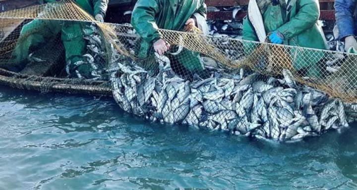 kiberataka-rf-zirvala-auktsiony-z-promyslovoho-vylovu-ryby-v-ukraini